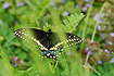 Photo ofBlack Swallowtail (Papilio polyxenes). Photographer: 
