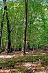 Northamerican decideous forest in may