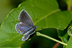 Photo ofEastern Tailed-Blue (Cupido comyntas). Photographer: 