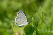 Photo ofEastern Tailed-Blue (Cupido comyntas). Photographer: 