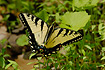 Photo ofEastern Tiger Swallowtail (Papilio glaucus). Photographer: 