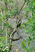 Unidentified north-american snake