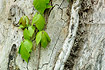Photo ofPoison Ivy (Toxicodendron radicans). Photographer: 