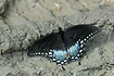 Foto af  (Papilio troilus). Fotograf: 