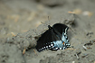 Spicebush Swallowtail puddling