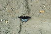 Spicebush Swallowtail puddling