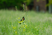 Photo ofRed-winged Blackbird (Agelaius phoeniceus). Photographer: 