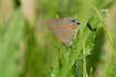 Photo ofRed-banded Hairstreak (Calycopis cecrops). Photographer: 