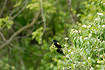 Photo ofRed-winged Blackbird (Agelaius phoeniceus). Photographer: 