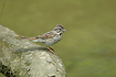 Photo ofSong Sparrow (Melospiza melodia). Photographer: 