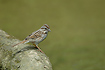 Photo ofSong Sparrow (Melospiza melodia). Photographer: 
