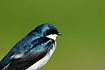 Tree Swallow closeup