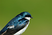 Photo ofTree Swallow (Tachycineta bicolor). Photographer: 