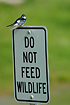 Do not feed wildlife - the Tree Swallow agrees