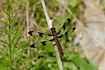 Photo ofTwelve-spotted Skimmer (Libellula pulchella). Photographer: 