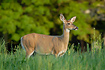 Photo ofWhitetailed deer (Odocoileus virginianus). Photographer: 