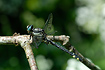club-tailed Dragonfly