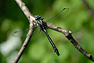 club-Tailed Dragonfly. The insect is missing the hindwings - likely as a result of a bird attack.