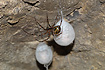 European Cave Spider with it`s characteristic egg cocoons