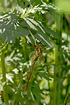 Norfolk Hawker resting in the shadow