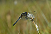 Female Eastern White-faced Darter is resting on a cottongrass stem
