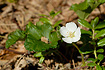 Foto af Multebr (Rubus chamaemorus). Fotograf: 