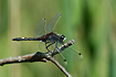 Male Large White-faced Darter