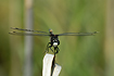 Frontal view of Large White-faced Darter