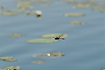 Eurasian Baskettail (Two-spotted Dragonfly) patrolling over the lilypads. The insect has a damaged leg.