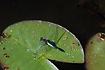 Foto af kande-krguldsmed (Leucorrhinia caudalis). Fotograf: 