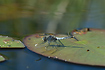 Bulbous White-faced Darter (Lilypad Whiteface) resting on a lilypad.