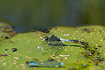 Bulbous White-faced Darter (Lilypad Whiteface) resting on a lilypad.