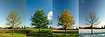 Oak tree in the four seasons; spring, summer, autumn, winter. The image is 10372x3657 pixels (37,9 megapixels)