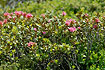 Foto af Rustbladet Alperose (Rhododendron ferrugineum). Fotograf: 
