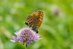A somewhat worn Spotted Fritillary