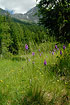flowering orchids in the foreground, the mountain peaks in the background