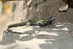 Photo ofItalian Wall Lizard (Podarcis sicula). Photographer: 