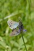 Large Blue - the lower one of the mountain form obscura