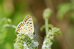 Photo ofSooty Copper (Lycaena tityrus). Photographer: 