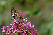 Large Chequered Skipper