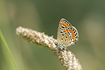 Chapman`s Blue which is very similar to Common Blue