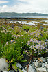 Sea Aster on the beach in Nord-Trndelag
