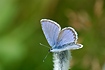 Photo ofIdas Blue (Plebejus idas). Photographer: 