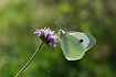 Photo ofLarge White (Pieris brassicae). Photographer: 