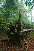 An old tree has toppled over in the rainforest