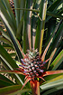 Flowering Pineapple