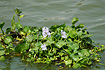 Flowering Water Hyacinth