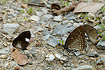 Magpie Crow at the far left in company with an unidentified blue, Common Map, Blue Kaiser and an unidentified milkweed butterfly
