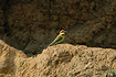 Photo ofChestnut-headed Bee-eater (Merops leschenaulti). Photographer: 
