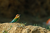 Photo ofChestnut-headed Bee-eater (Merops leschenaulti). Photographer: 